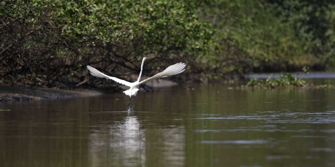 reflorestamento-permite-volta-de-animais-a-mangue-na-baia-de-guanabara