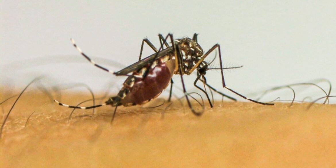 doencas-transmitidas-por-mosquitos-serao-“novo-normal”-na-europa