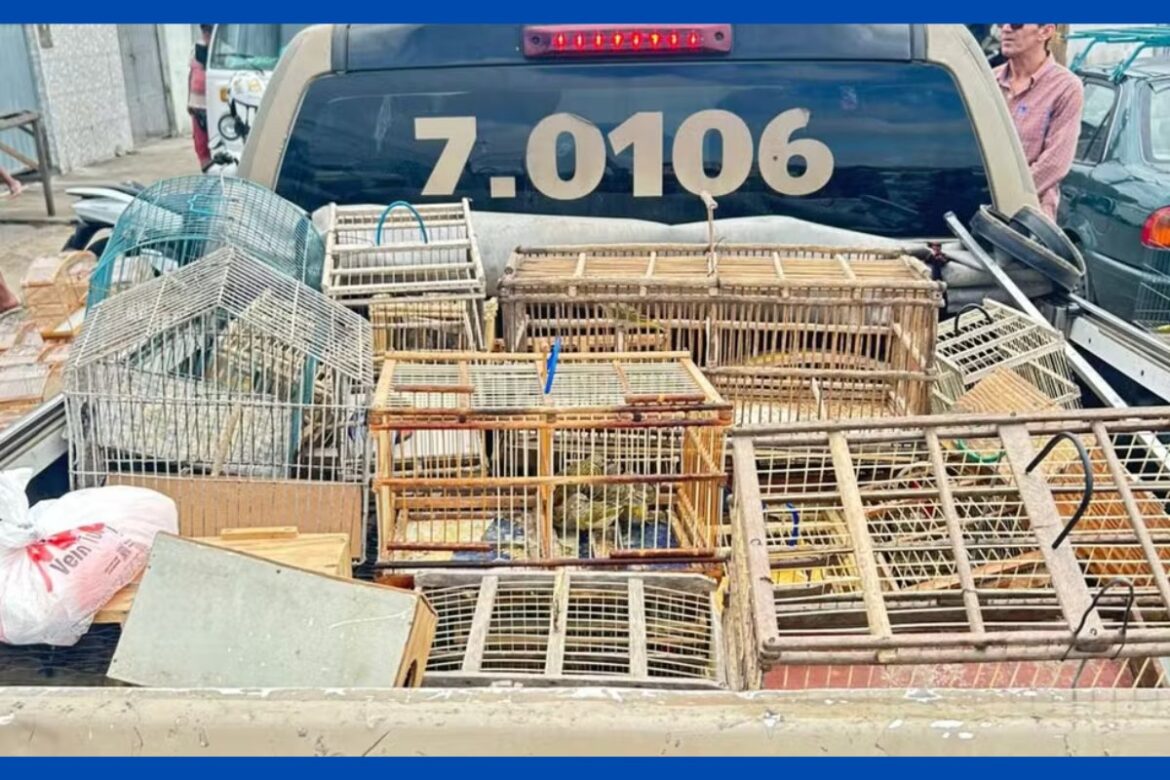 nove-pessoas-sao-detidas-suspeitas-de-tentar-vender-ilegalmente-mais-de-250-aves-silvestres-na-bahia