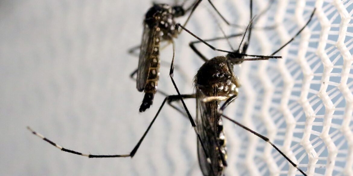 vacina-contra-a-dengue-do-butantan-pode-beneficiar-saude-global