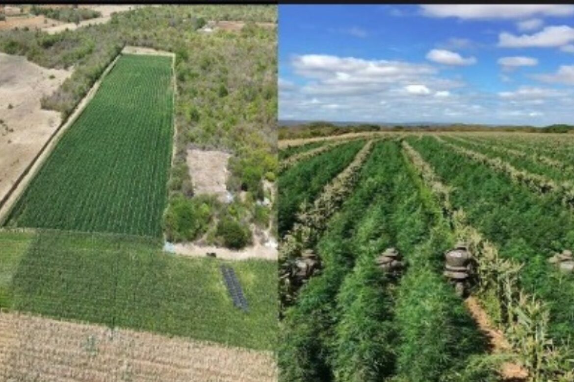 mais-de-200-mil-pes-de-maconha-sao-erradicados-pela-pm-na-bahia