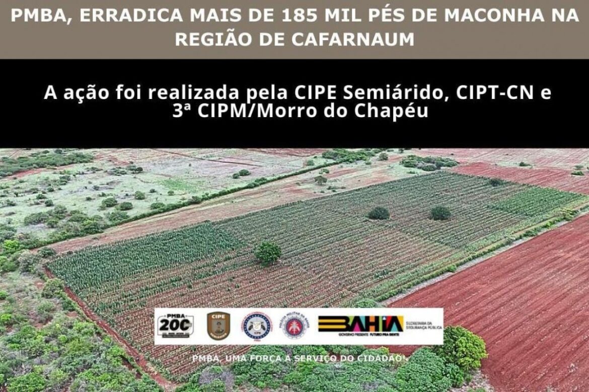 plantio-de-maconha-de-3-hectares-e-destruido-pela-pm-em-cafarnaum