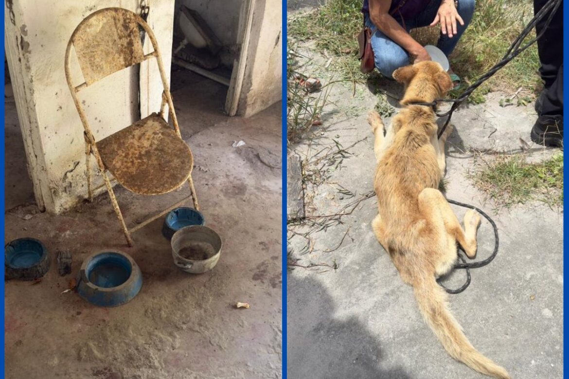 video:-mulher-e-presa-por-maus-tratos-apos-policia-civil-identificar-cao-em-situacao-degradante-em-feira-de-santana