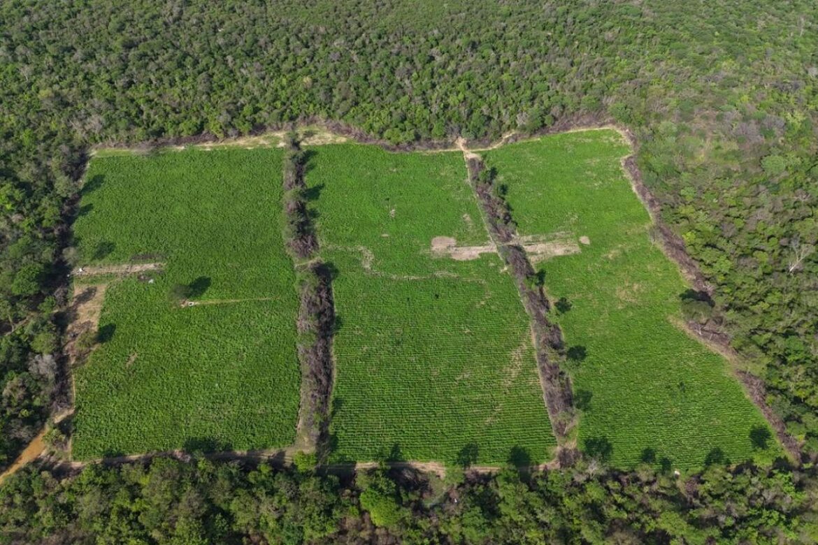 mais-de-4-toneladas-de-maconha-do-tipo-skunk-sao-apreendidas-em-xique-xique,-no-oeste-da-bahia
