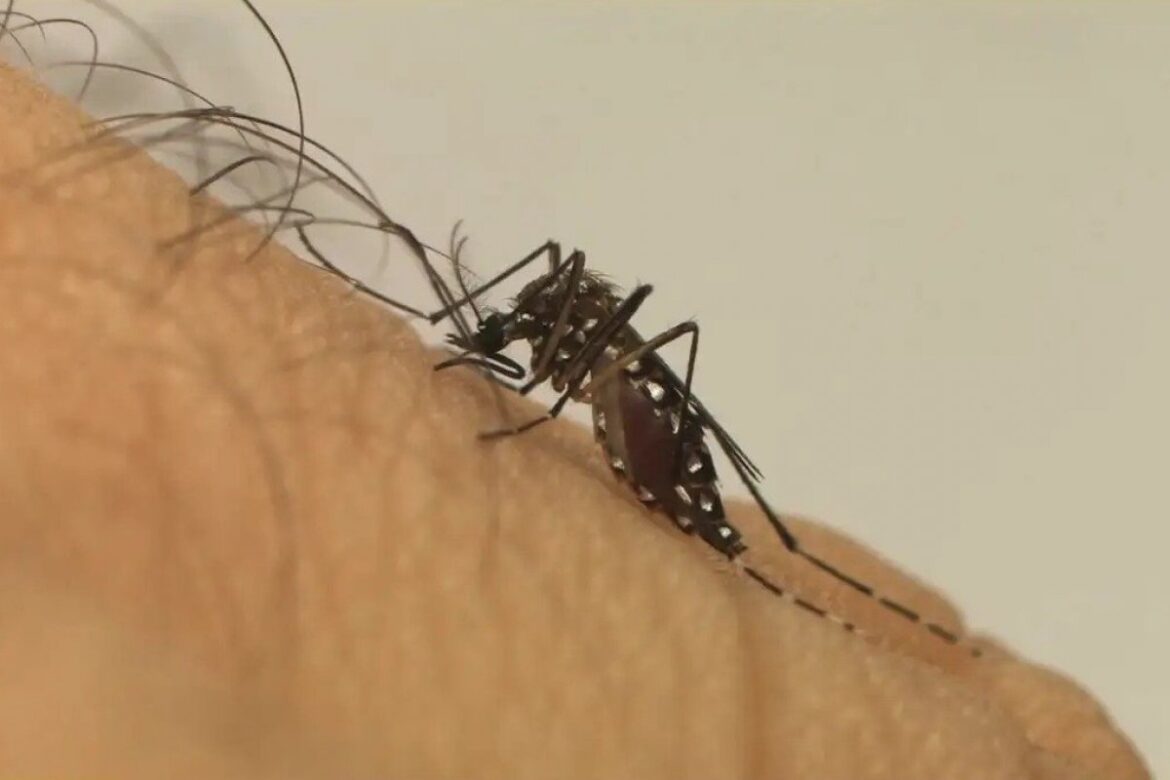 casos-de-dengue-na-bahia-em-2025-tem-reducao-de-86%;-registros-de-chikungunya-e-zika-tambem-cairam