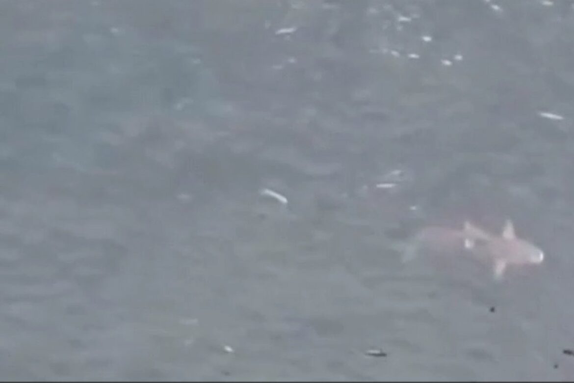 dois-tubaroes-sao-filmados-em-vera-cruz,-na-bahia