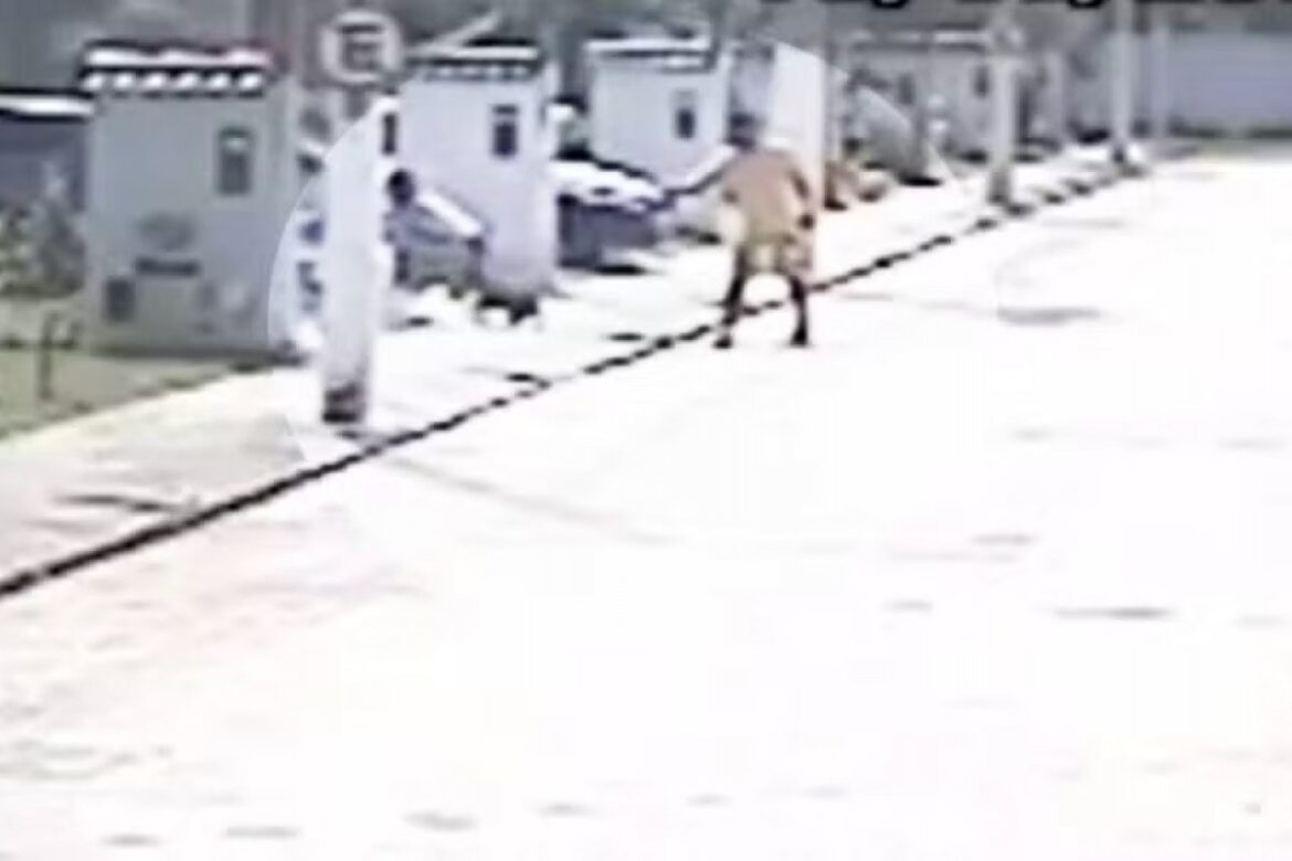 tentente-da-policia-militar-que-atrirou-contra-cachorros-e-tutora-deve-ir-a-juri-popular