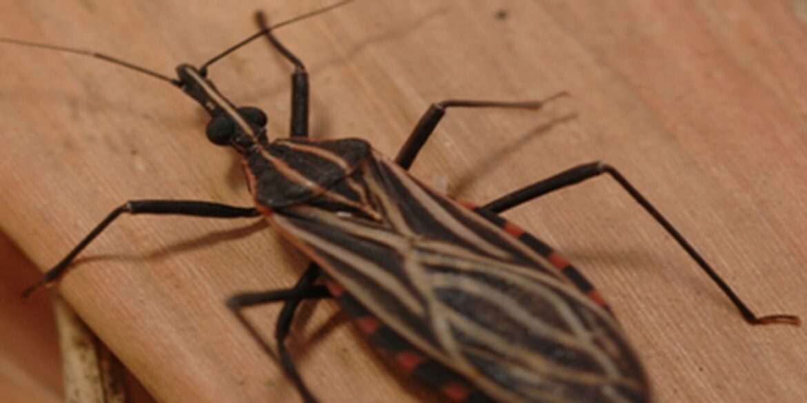 ananindeua,-no-para,-tem-surto-de-casos-da-doenca-de-chagas