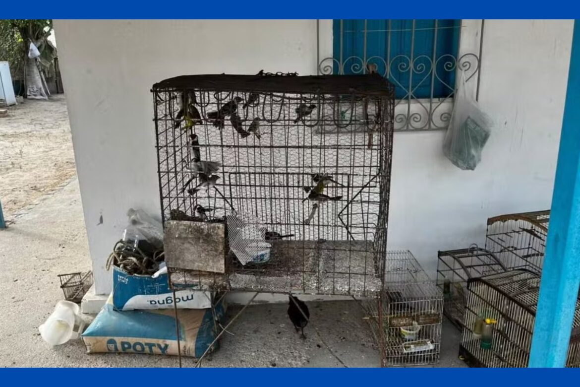 homem-apontado-como-lider-da-maior-rede-de-trafico-de-aves-do-brasil-e-seis-comparsas-sao-condenados-na-bahia