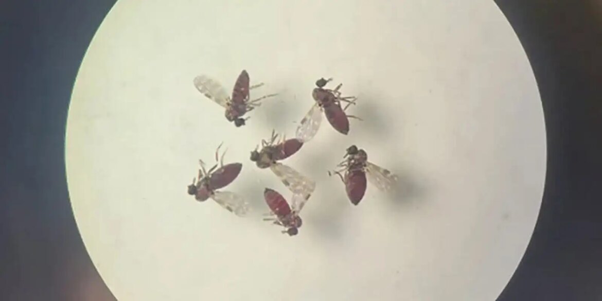 estudo-explica-diferenca-de-sintomas-entre-febre-do-oropouche-e-dengue