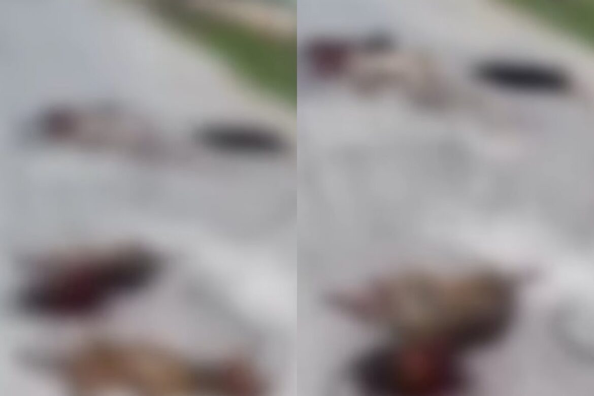 suspeito-de-matar-cinco-cachorros-e-preso-em-flagrante-em-candeias,-na-rms