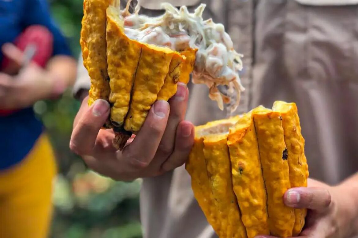 cotacao-do-cacau-despenca-70%-em-um-ano-na-bahia-e-atinge-produtores