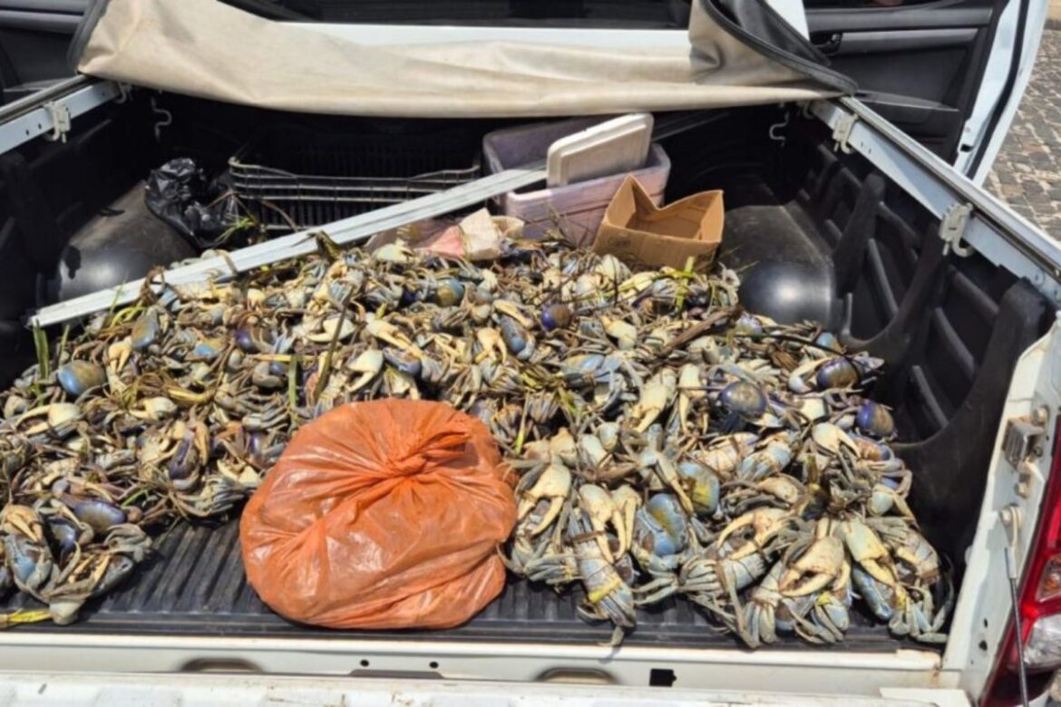 operacao-da-pm-apreende-mais-de-1,5-mil-crustaceos-em-cidades-da-bahia