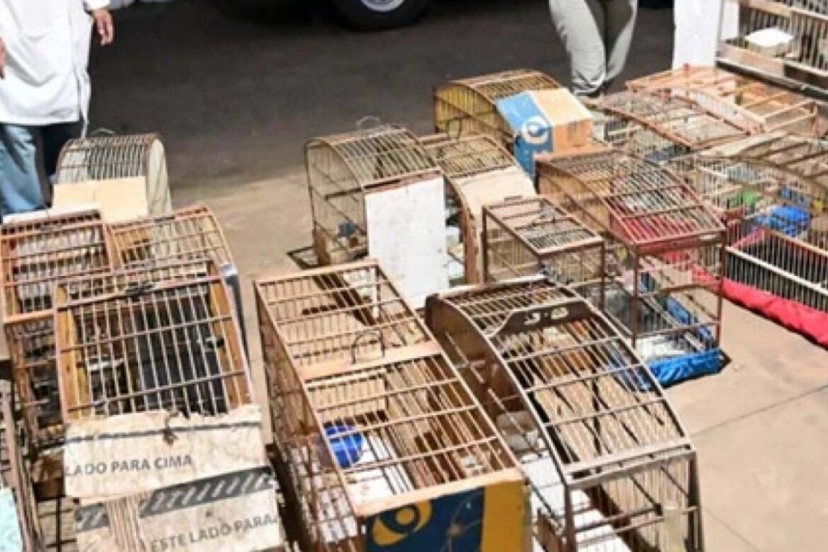 mais-de-40-aves-silvestres-sao-resgatadas-em-vitoria-da-conquista