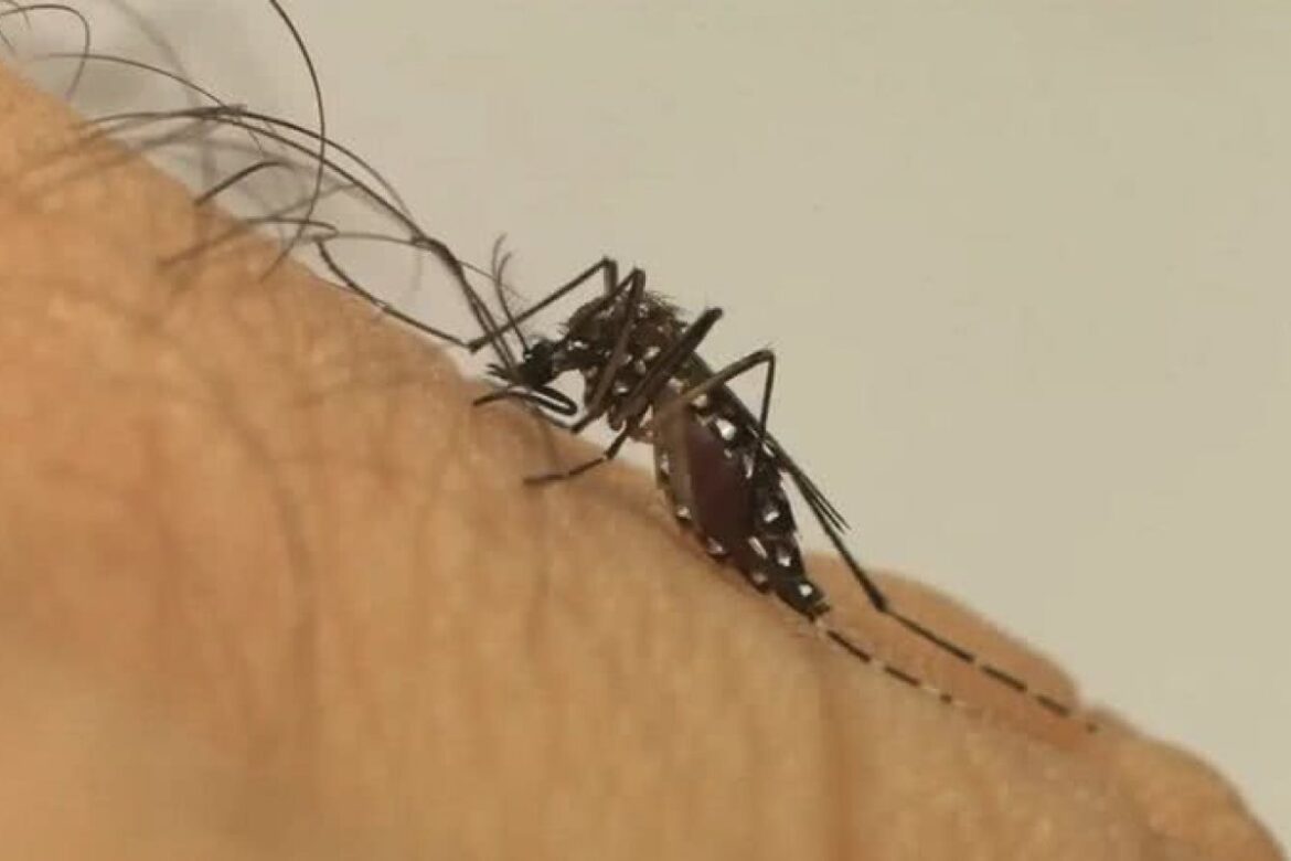 bahia-tem-seis-cidades-em-situacao-de-epidemia-de-dengue;-veja-lista